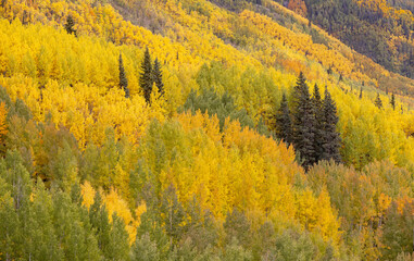Aspens and Conifers in Autumn