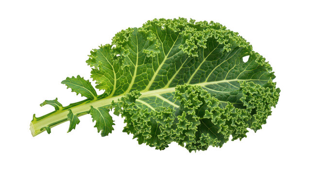 Fresh Green Curly Kale Leaf Isolated On Black Background