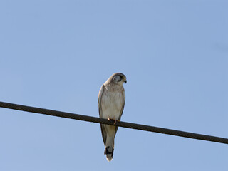 Nankeen Kestrel  (Falco cenchroides) perched on a powerline with a clear blue sky background.
