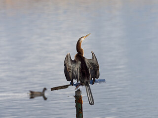 Australasian Darter (Anhinga novaehollandiae) on a perch overlooking water while drying wings.
