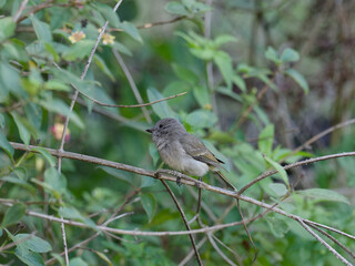Juvenile Australian Golden Whistler (Pachycephala pectoralis) perched on a thin branch in a forest.