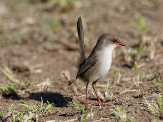 Superb Fairywren (Malurus cyaneus) standing on the ground