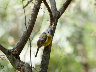 Eastern Yellow Robin (Eopsaltria australis) perched vertically on a branch with bokeh background