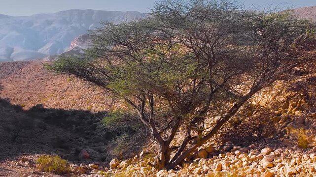 A wide shot of a solitary acacia tree growing in a rocky, arid landscape. The scene features a dry riverbed (wadi) and distant mountains under a clear sky, capturing the harsh yet beautiful natural en