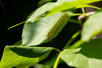 A definite tussock moth (orgyia definita) caterpillar shielding itself from the sun along an Ontario Provincial Park hiking trail.