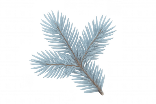 Evergreen spruce branch with blue needles covered in frost, adding a winter decoration element on transparent background