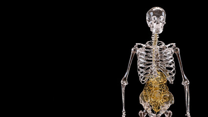The Skeleton and Viscera for Sci and medical concept 3d Rendering.