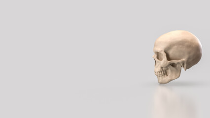 The Skull for Education or Sci concept 3d Rendering.