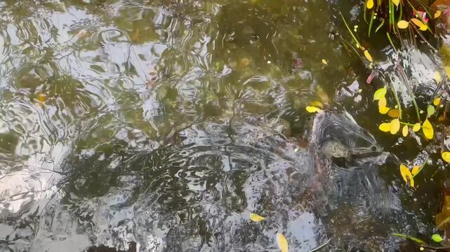 View from dock of sea turtle and large fish swimming in clear water at the start of canoe tour in La Caimanera, Cove&ntilde;as, Colombian Caribbean