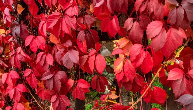 Vibrant autumn leaves covering a wooden fence - Powered by Adobe