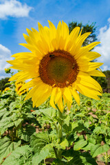 sunflower in the field