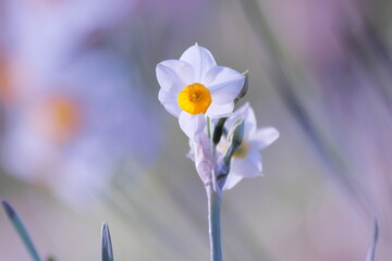 白い水仙の花
