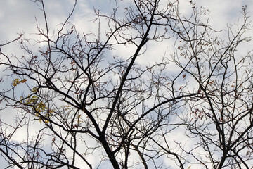 Fototapeta premium tree branches against the sky