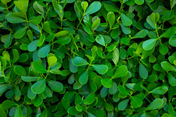 Lush green living fence background