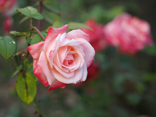 植物　ピンクの花　風景