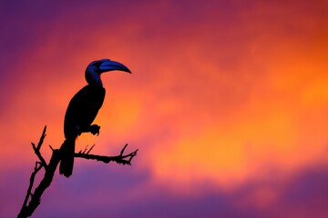 Obraz premium Silhouette of a Hornbill Perched on a Branch Against Sunset