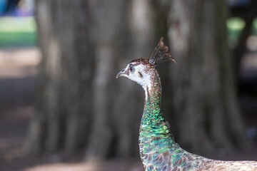 Ave en estado natural