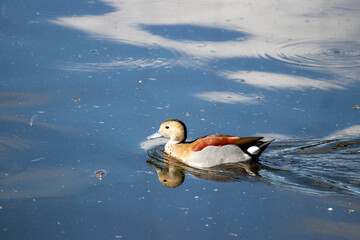 Pato com&uacute;n nadando en un lago