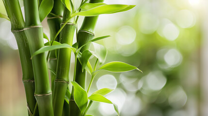 Bambu da Sorte em Close-up com Fundo Desfocado e Iluminado
