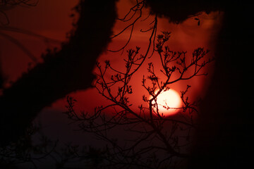 dramatic red sunset landscape with trees silhouette