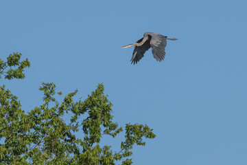 Great blue heron in flight towards a tree.