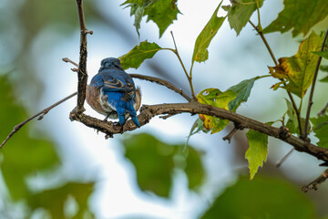 Eastern bluebird perched on a branch, its back to the camera showing off its feathers.