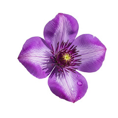 Fototapeta premium Isolated purple flower with water droplets view isolated illuustration on transparent background 