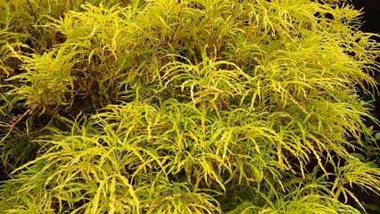 Golden Croton Plant with Narrow Yellow Leaves