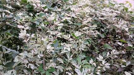 Variegated Ornamental Plant with Green and White Leaves in the Garden
