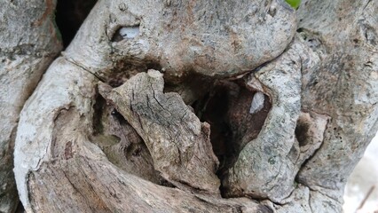 Close-up of Old Tree Trunk Texture with Natural Curves and Cracks