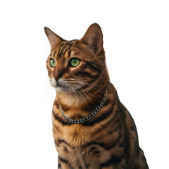 Behold A Stunning Portrait of A Bengal Cat, Exuding Grace And Sophistication. The Essence of this Magnificent Breed, Showcasing its Distinctive Rosetted Coat And Captivating Green Eyes.  