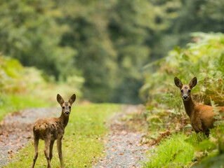 Chevreuil et son faon