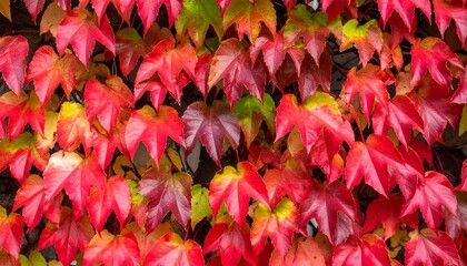 Vibrant fall foliage on a wall