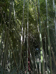 Bamboo plants stand tall and dense, providing a peaceful scene in a sunny forest setting