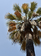 Tall palm tree with green and brown fronds under a clear blue sky on a sunny day