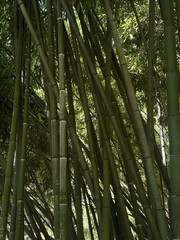 Tall bamboo stalks create a serene atmosphere under gentle sunlight in a tranquil forest