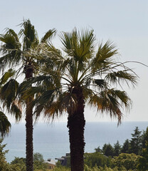 Two tall palm trees stand against the blue ocean and clear sky on a sunny day