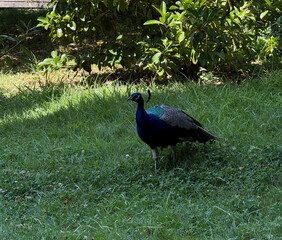 A vibrant peacock strolls gracefully through green grass in a peaceful garden