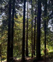 Sunlight filters through tall trees, creating a serene atmosphere in the tranquil forest