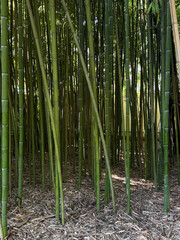Tall green bamboo stalks stand closely together, creating a peaceful, shaded space