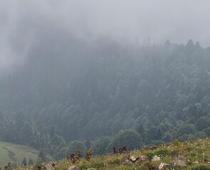 Fog covers a lush mountain range, creating a tranquil scene in a quiet valley at dawn
