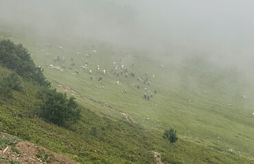 Cattle and sheep are peacefully grazing in a fog-covered meadow surrounded by hills