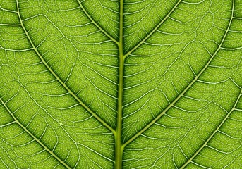 Delicate green leaf vein close-up highlighting botanical intricacies