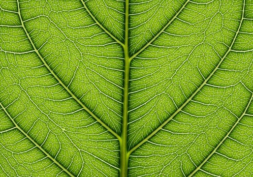 Delicate green leaf vein close-up highlighting botanical intricacies