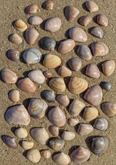 Fototapeta premium Seashells on Sand: A collection of ocean-worn seashells in various shapes, sizes, and shades of beauty, resting upon a bed of sun-kissed sand. 