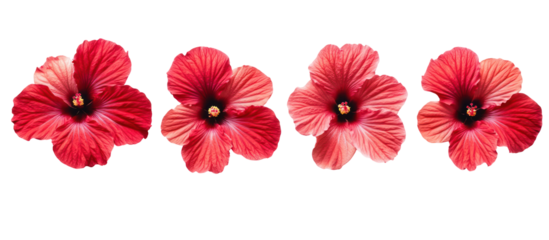 Four vibrant red hibiscus flowers arranged in a row isolated on transparent background