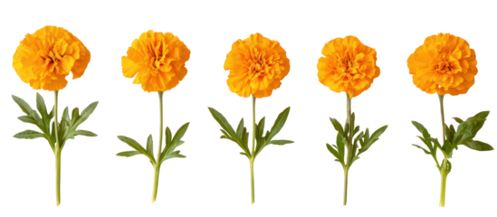 Five orange marigold flowers with green stems isolated on transparent background