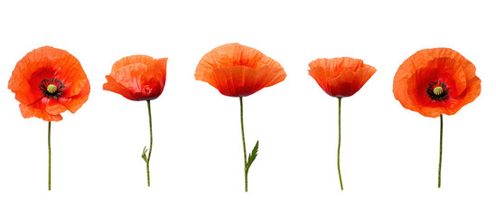 Five vibrant orange poppy flowers on thin stems isolated on transparent background