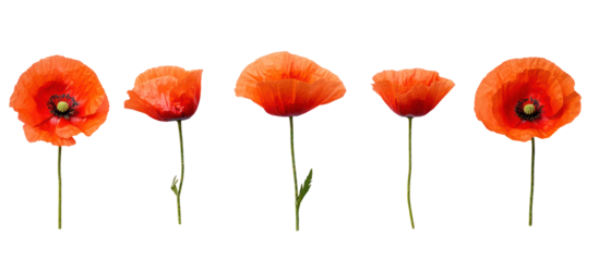 Five vibrant orange poppy flowers on thin stems isolated on transparent background