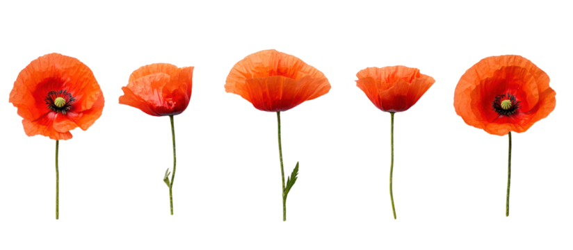 Five vibrant orange poppy flowers on thin stems isolated on transparent background